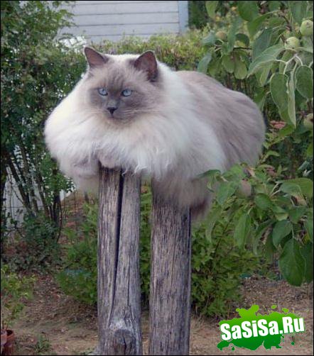 Фотоподборка (дальше в развёрнутом виде)