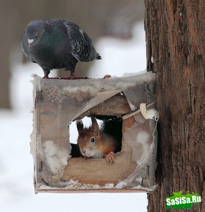 Фотоподборка (дальше в развёрнутом виде)