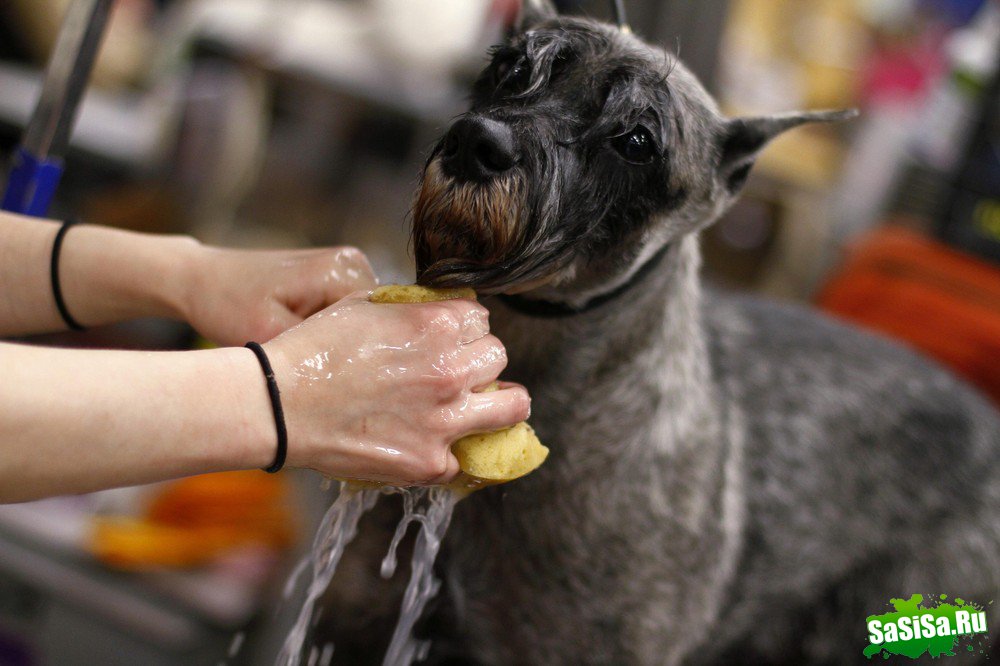 - - Westminster Kennel Club Dog Show (15 )