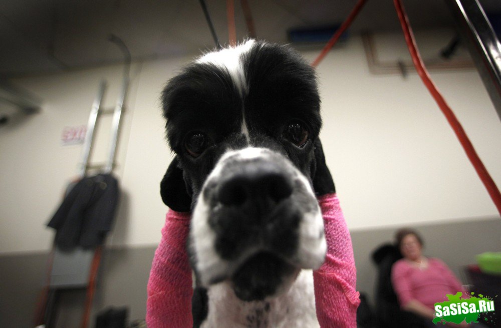 - - Westminster Kennel Club Dog Show (15 )