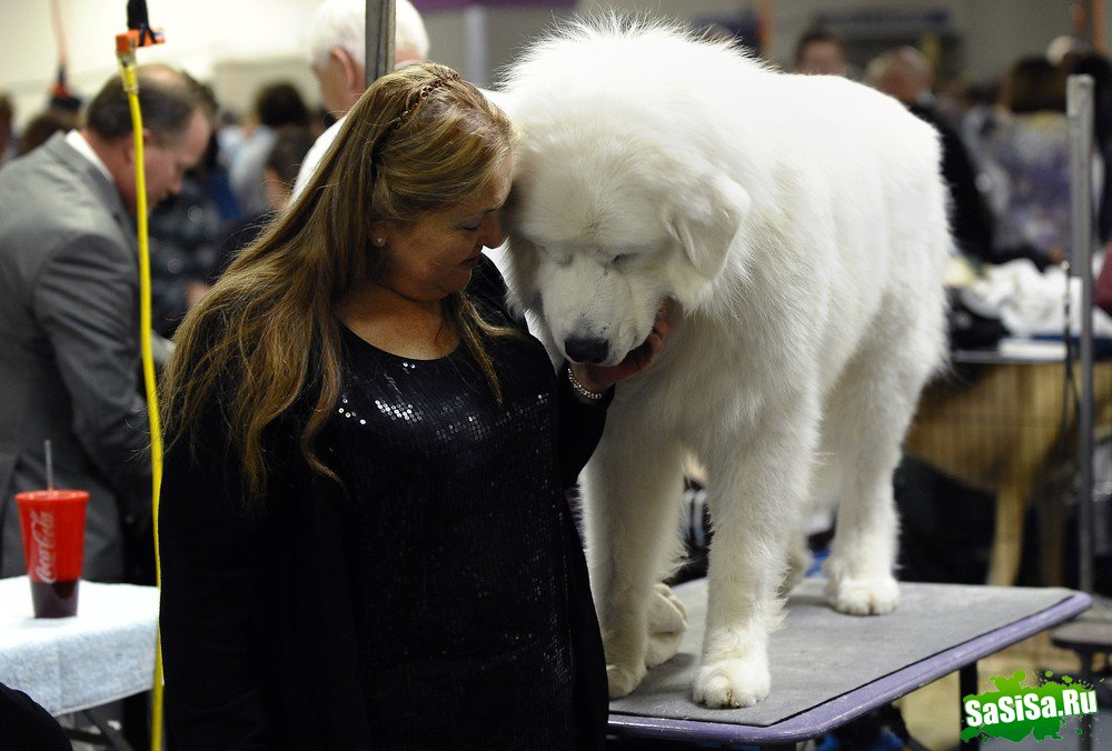 - - Westminster Kennel Club Dog Show (15 )