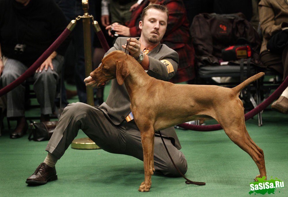 - - Westminster Kennel Club Dog Show (15 )