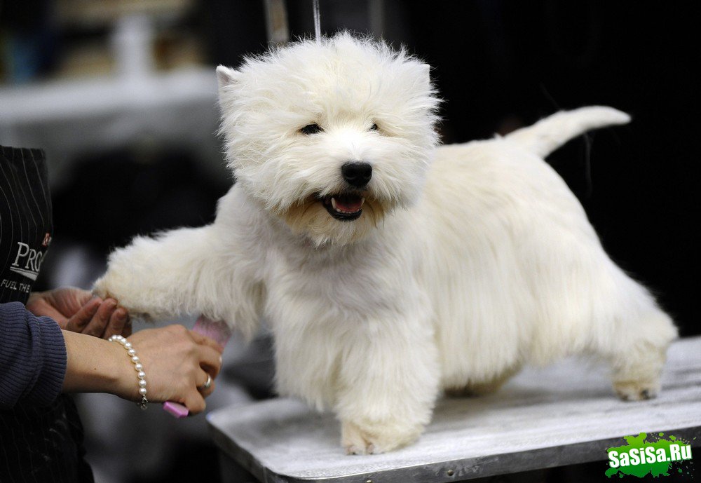 - - Westminster Kennel Club Dog Show (15 )