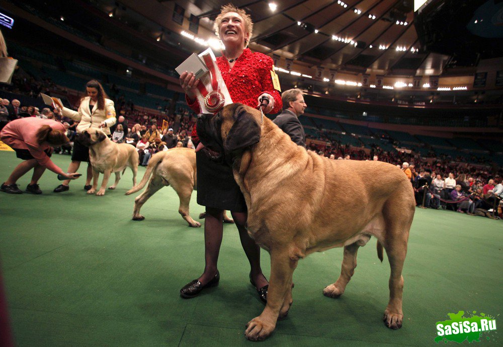 - - Westminster Kennel Club Dog Show (15 )