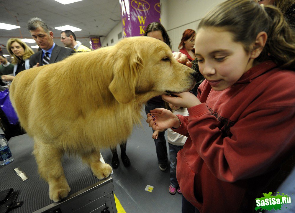 - - Westminster Kennel Club Dog Show (15 )