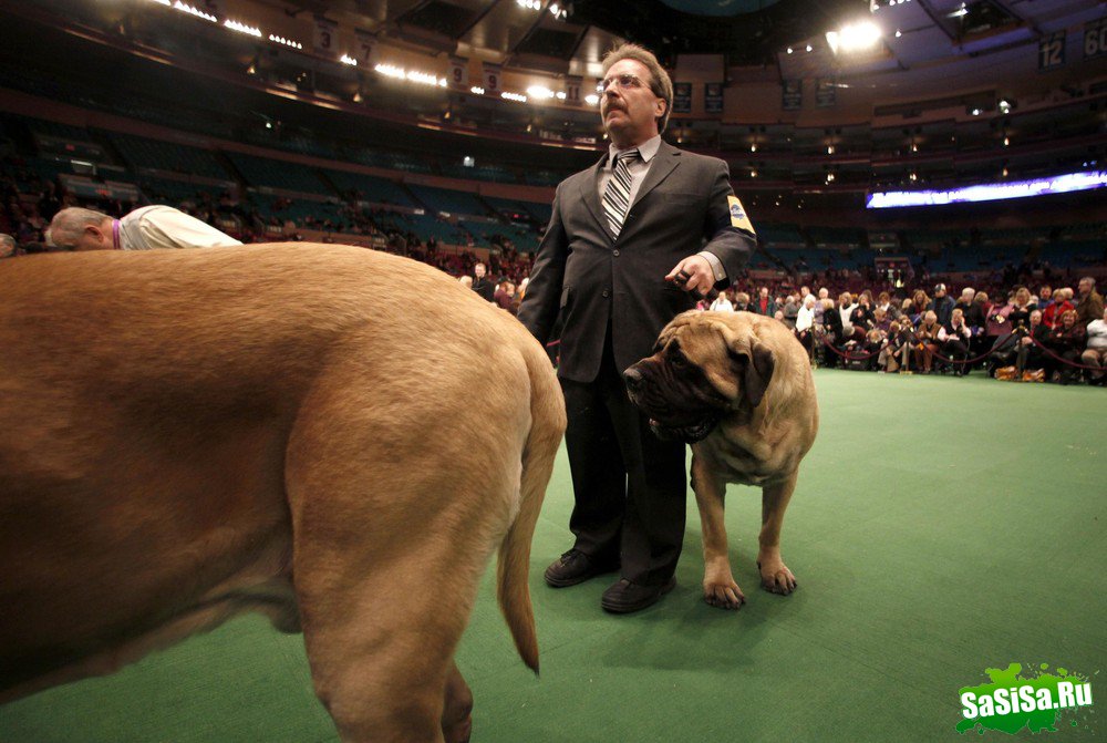 - - Westminster Kennel Club Dog Show (15 )