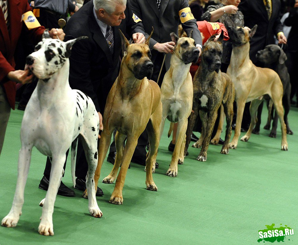 - - Westminster Kennel Club Dog Show (15 )