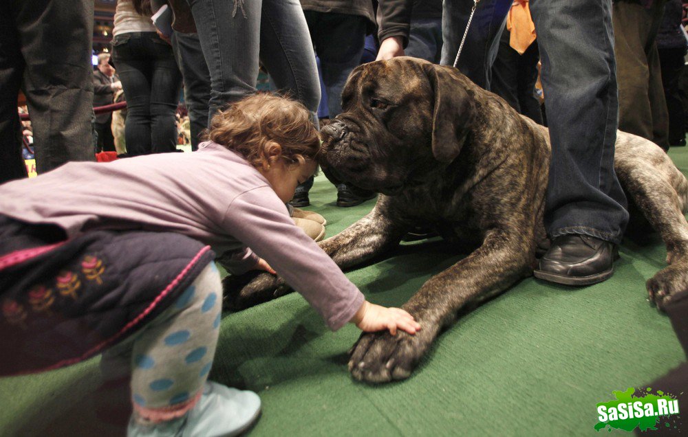 - - Westminster Kennel Club Dog Show (15 )