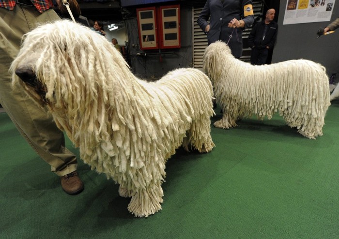 - - Westminster Kennel Club Dog Show (15 )