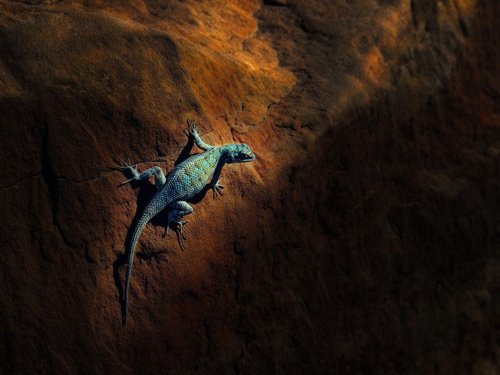 ���� National Geographic �� ������� 2011 (24 ����)