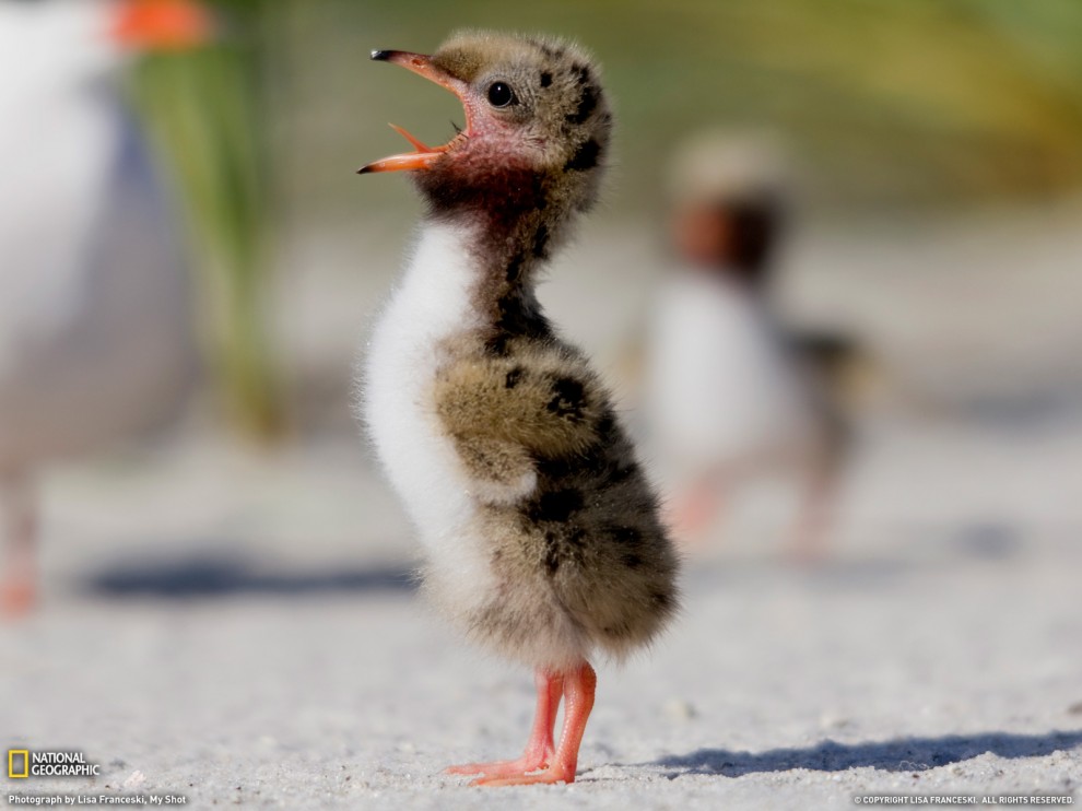 ���� National Geographic �� ������� 2011 (24 ����)