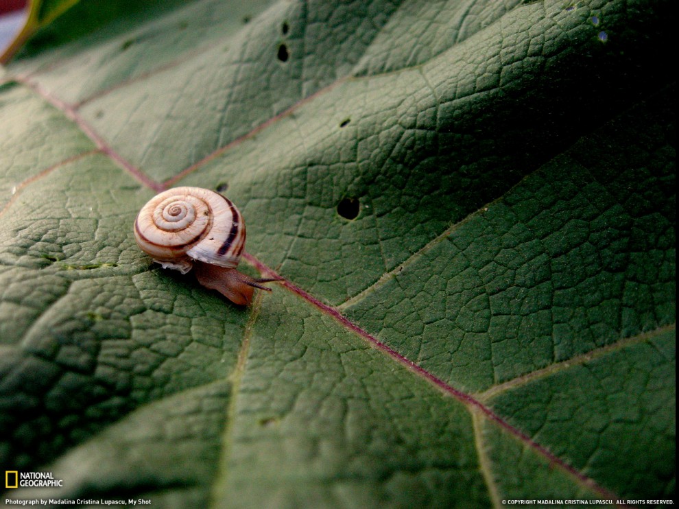 ���� National Geographic �� ������� 2011 (24 ����)