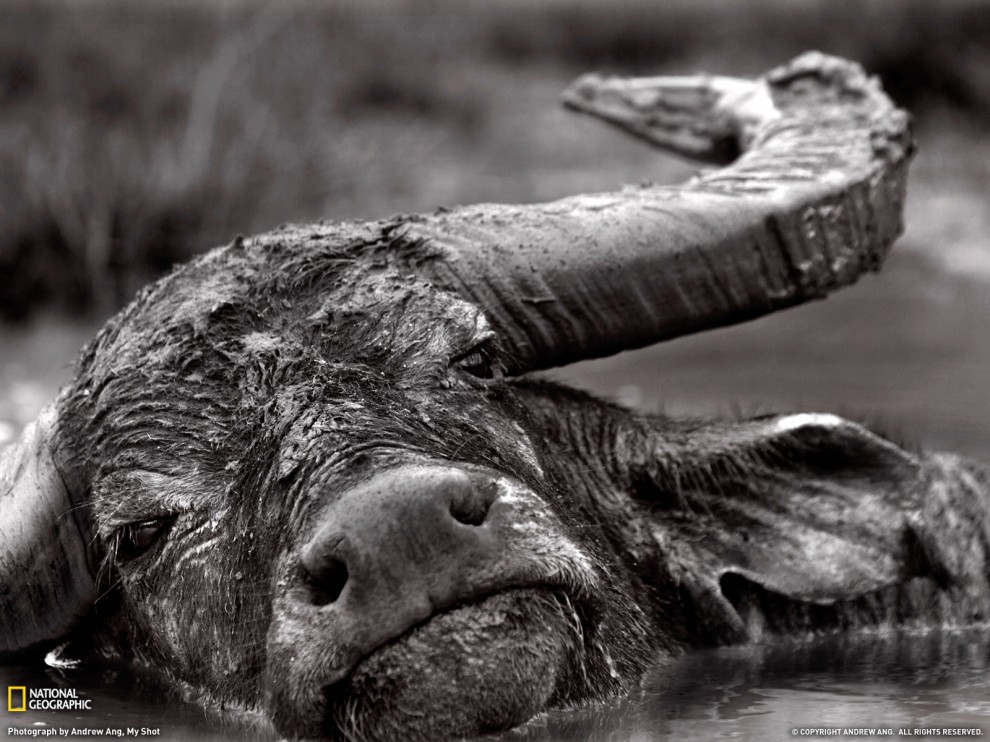 ���� National Geographic �� ������� 2011 (24 ����)