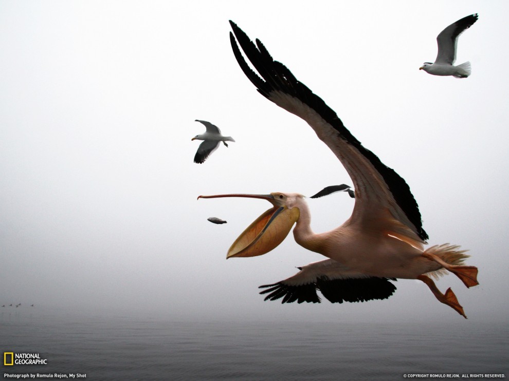 ���� National Geographic �� ������� 2011 (24 ����)
