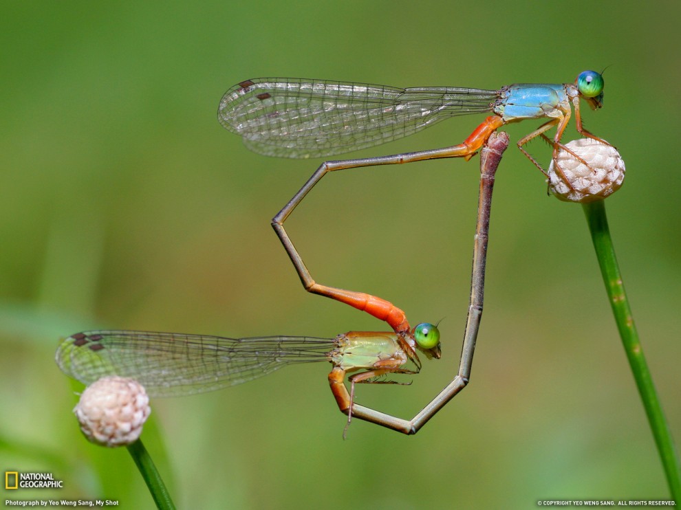 ���� National Geographic �� ������� 2011 (24 ����)