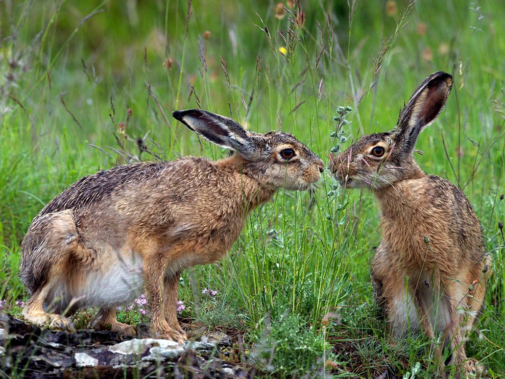 ���� National Geographic �� ������� 2011 (24 ����)