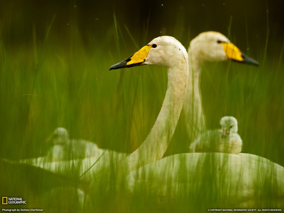 ���� National Geographic �� ������� 2011 (24 ����)