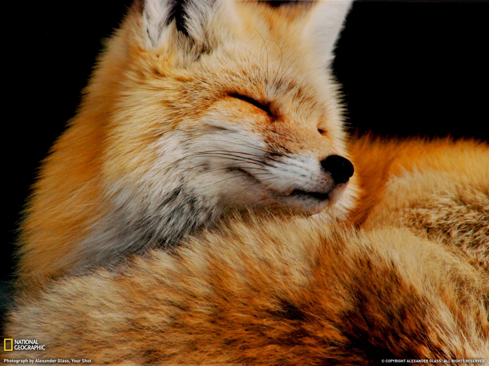 ���� National Geographic �� ������� 2011 (24 ����)