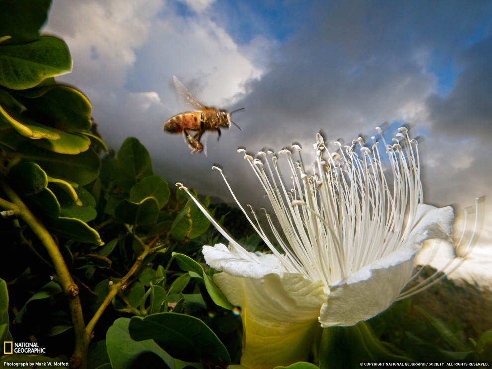 ���� National Geographic �� ������� 2011 (24 ����)