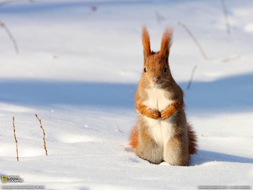 ���� National Geographic �� ������� 2011 (24 ����)