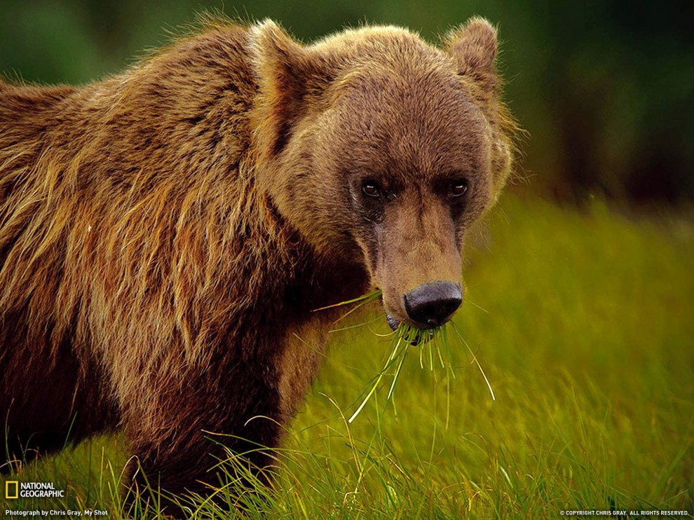���� National Geographic �� ������� 2011 (24 ����)