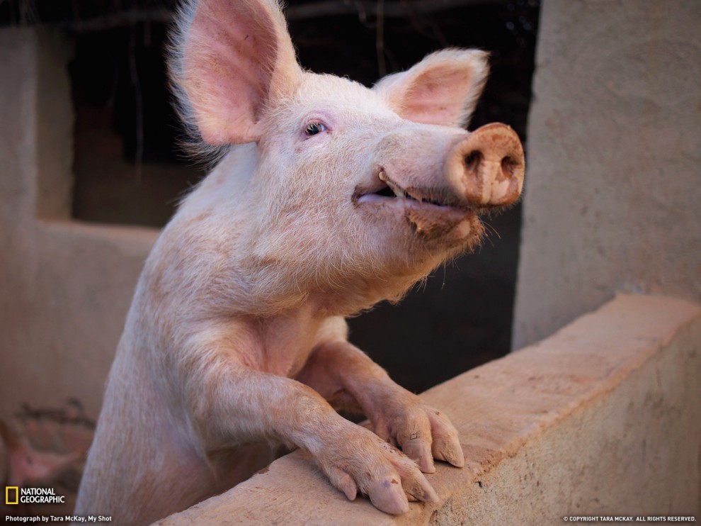 ���� National Geographic �� ������� 2011 (24 ����)