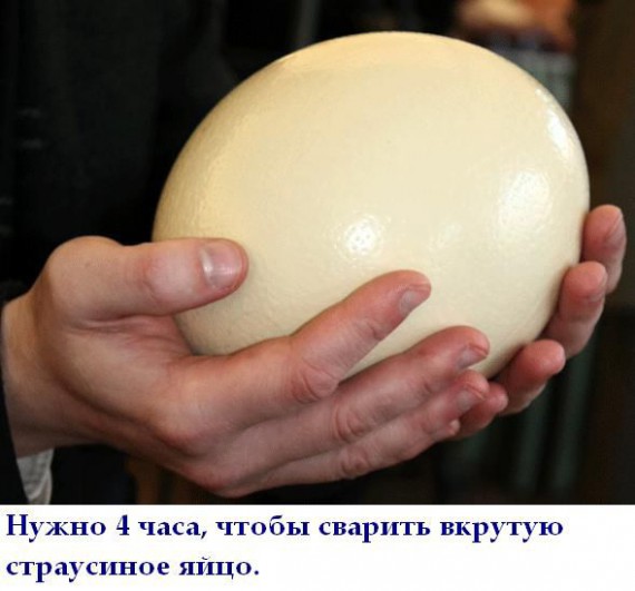 Короткие интересности ... (25 фото)