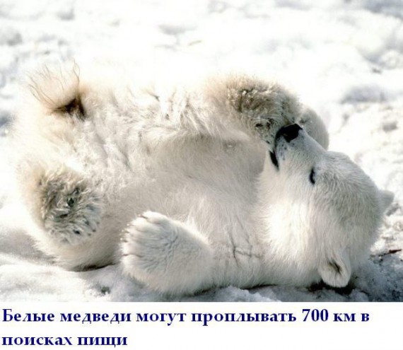Короткие интересности ... (25 фото)