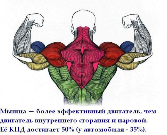 Короткие интересности ... (25 фото)