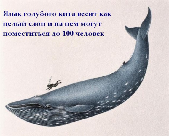 Короткие интересности ... (25 фото)