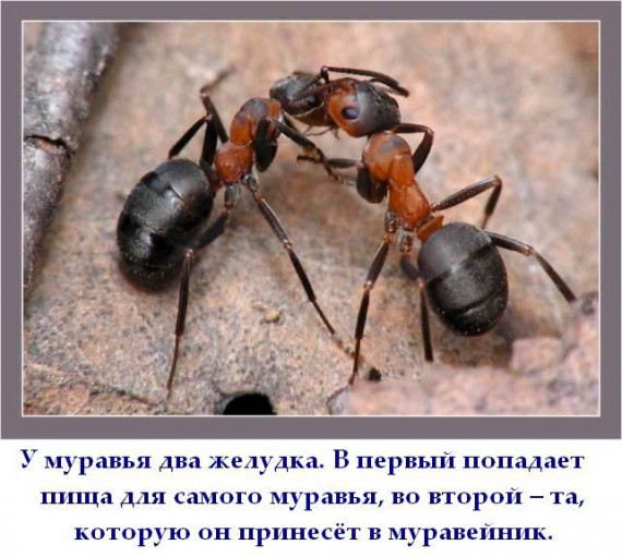 Короткие интересности ... (25 фото)