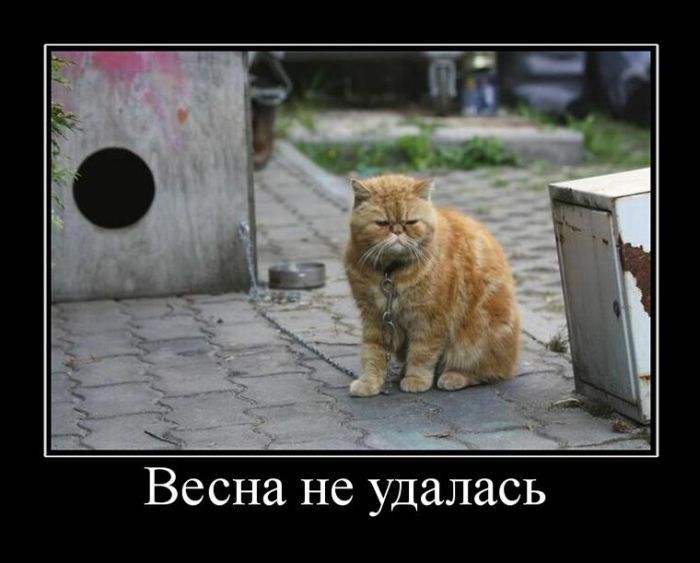 Демотиваторы (20 фото)