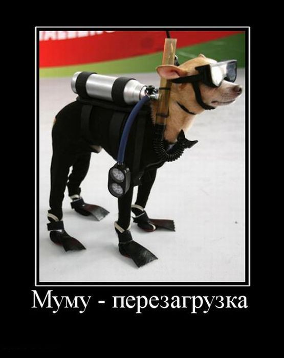 Демотиваторы (20 фото)