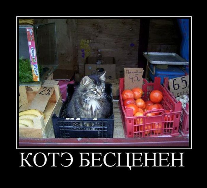Демотиваторы (20 фото)