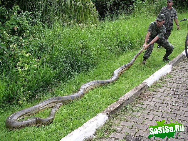  (   )