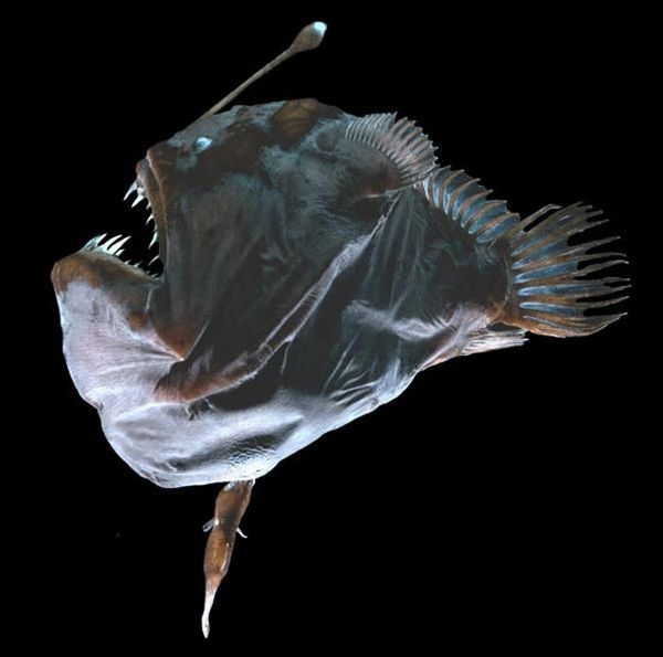            (1 )