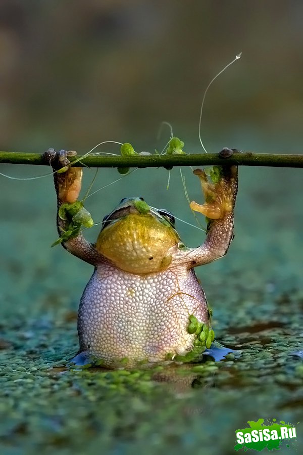  (   )