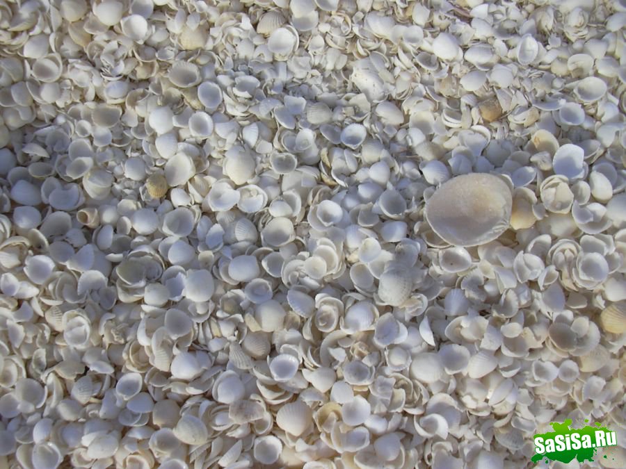 Шелл-бич - пляж из ракушек (6 фото)