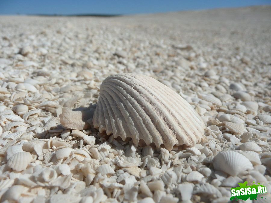 Шелл-бич - пляж из ракушек (6 фото)