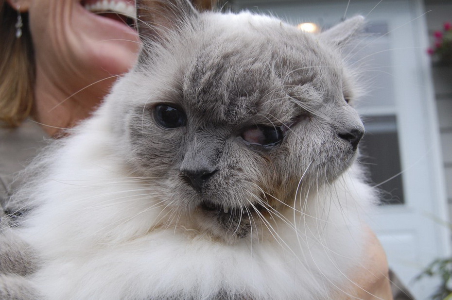 Двуликий кот (3 фото+видео)