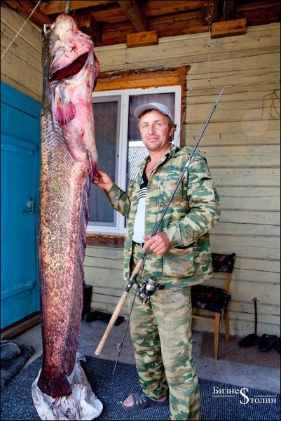 Поймал сома на спиннинг (4 фото)