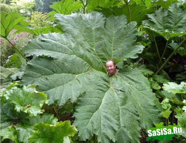  (   )