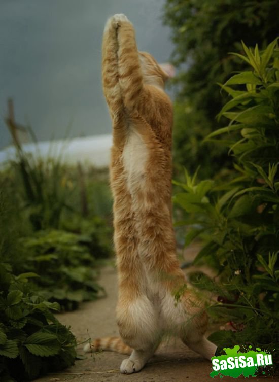  (   )