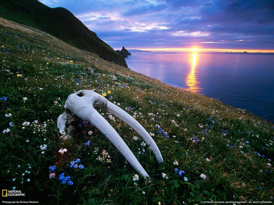   National Geographic   2011  (27 )