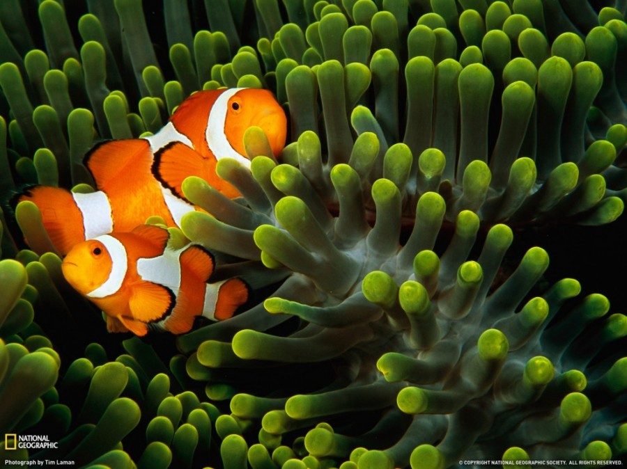   National Geographic   2011  (27 )