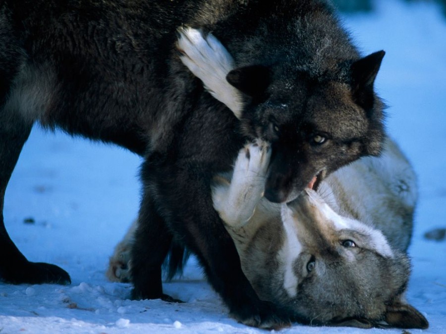   National Geographic   2011  (27 )