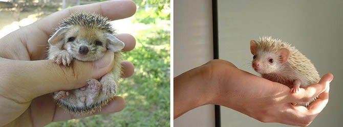 Забавные ёжики:) (27 фото)