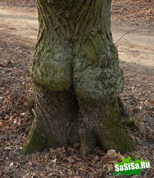  (   )