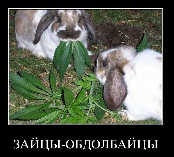 Демотиваторы понедельника (2 фото)