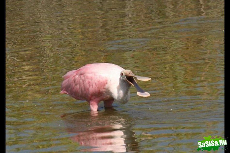  (   )